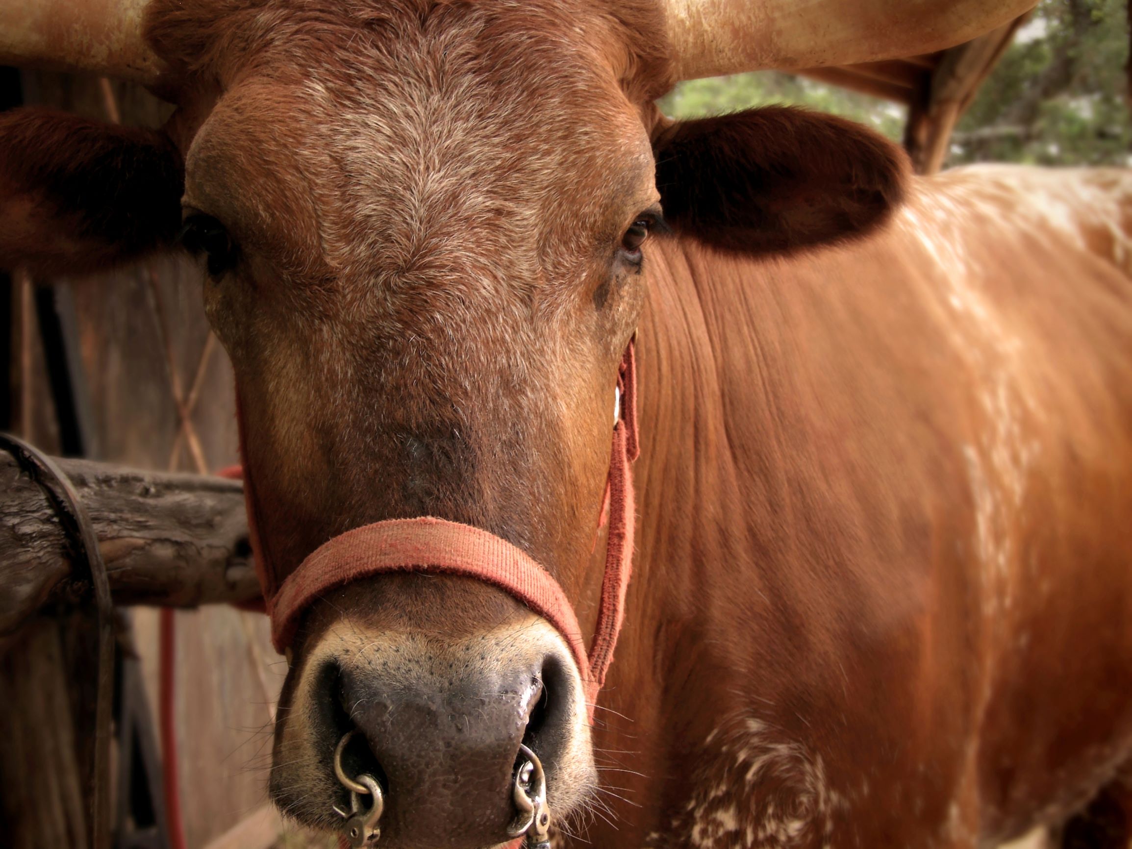 Woodrow Woodrow the friendly longhorn at Enchanted Springs Ranch!
