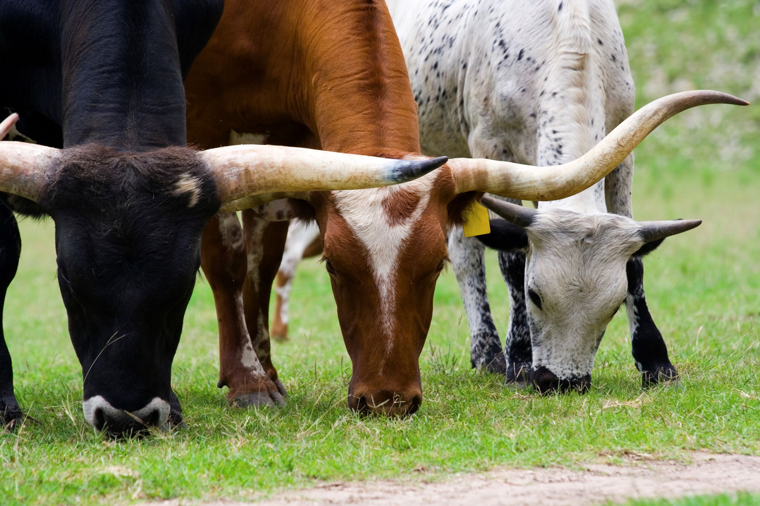Longhorns grazing Longhorns grazing at Enchanted Springs Ranch