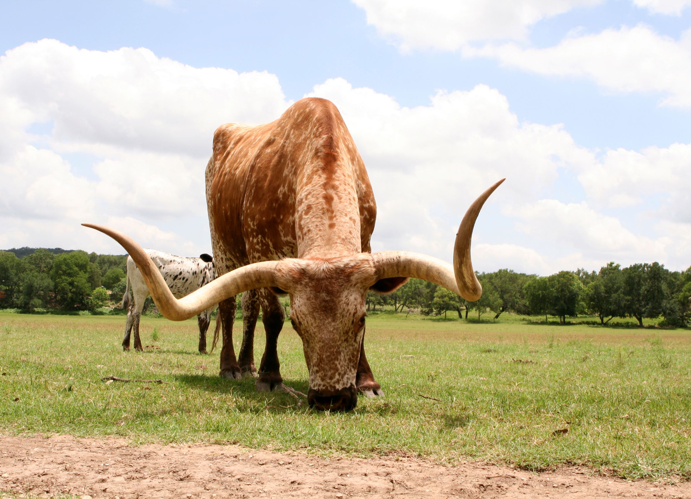 Lonestar Texas longhorn at Enchanted Springs Ranch